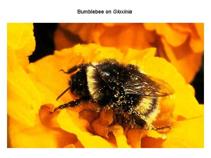 Bumblebee on Gloxinia 