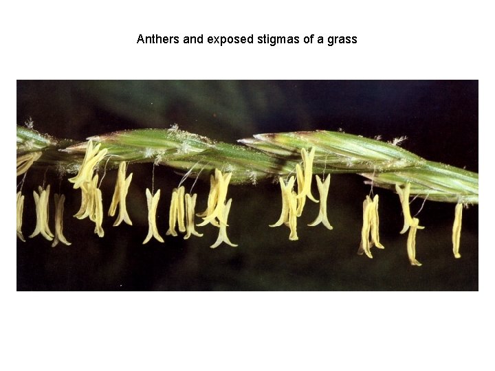 Anthers and exposed stigmas of a grass 