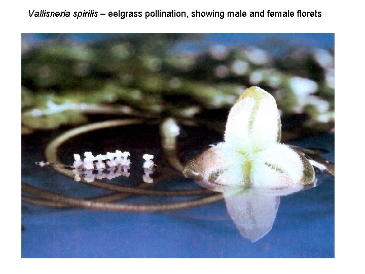 Vallisneria spirilis – eelgrass pollination, showing male and female florets 