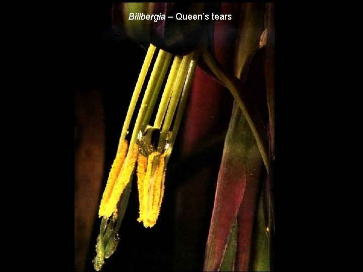 Billbergia – Queen’s tears 