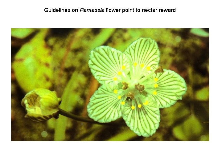 Guidelines on Parnassia flower point to nectar reward 