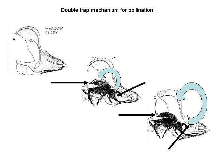 Double trap mechanism for pollination 