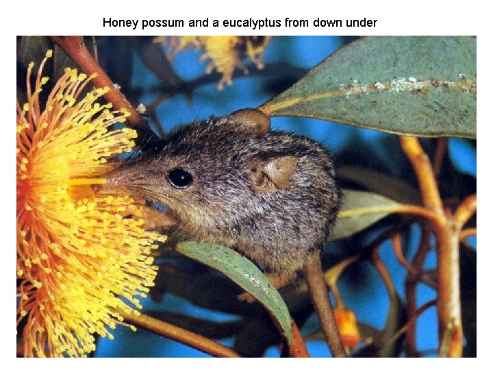 Honey possum and a eucalyptus from down under 