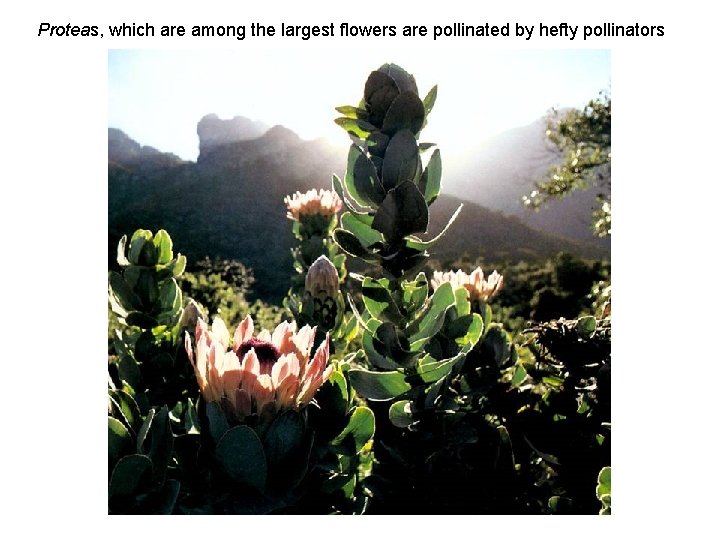 Proteas, which are among the largest flowers are pollinated by hefty pollinators 