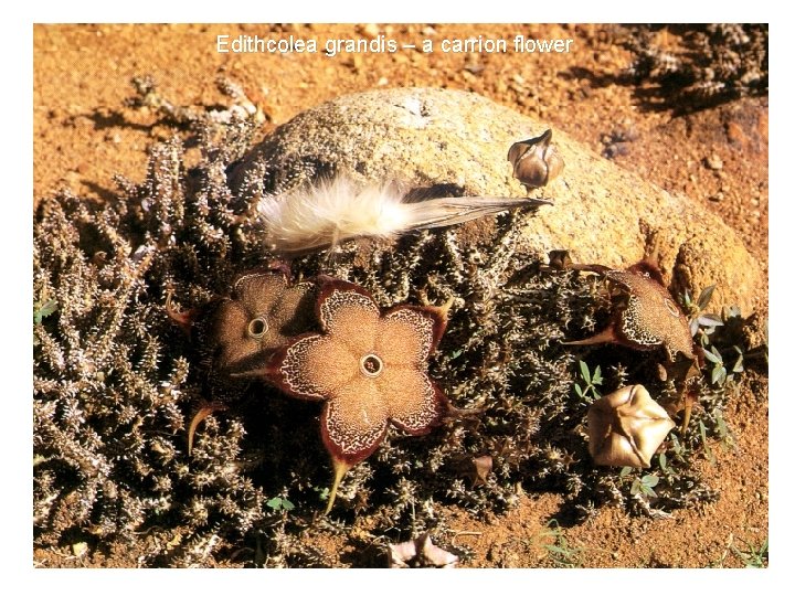 Edithcolea grandis – a carrion flower 