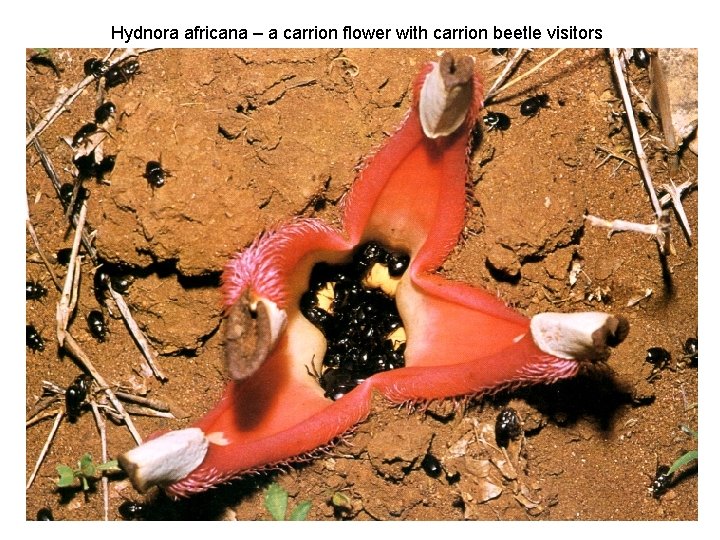 Hydnora africana – a carrion flower with carrion beetle visitors 