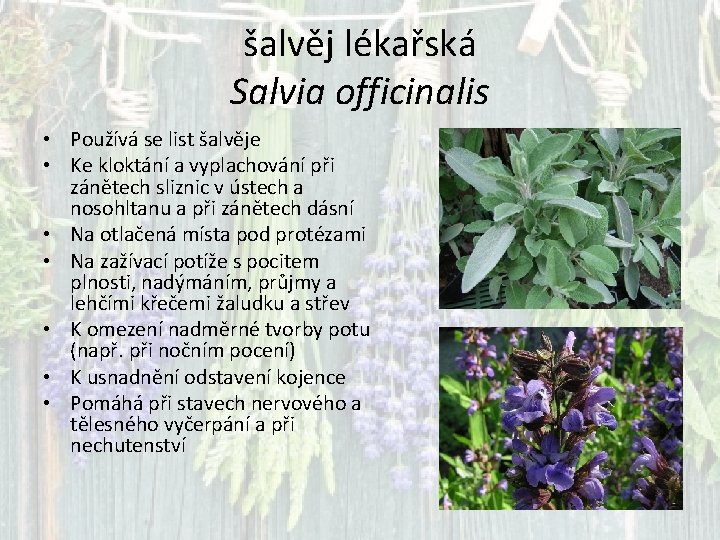 šalvěj lékařská Salvia officinalis • Používá se list šalvěje • Ke kloktání a vyplachování