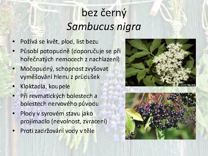 bez černý Sambucus nigra • Požívá se květ, plod, list bezu • Působí potopudně