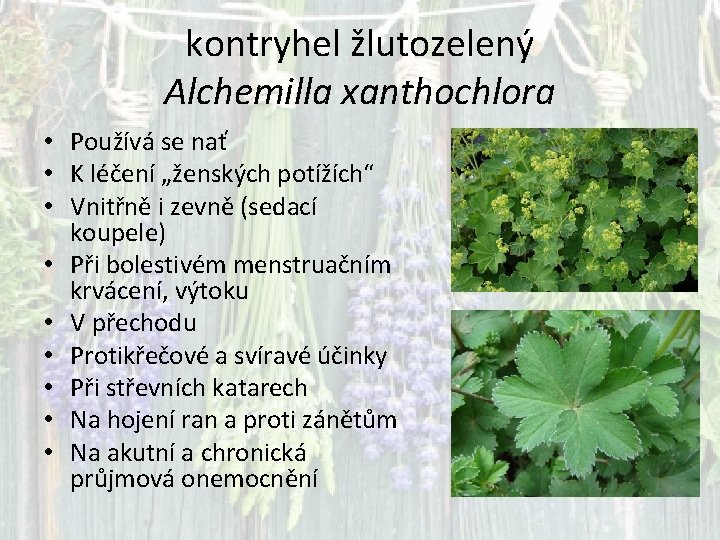 kontryhel žlutozelený Alchemilla xanthochlora • Používá se nať • K léčení „ženských potížích“ •