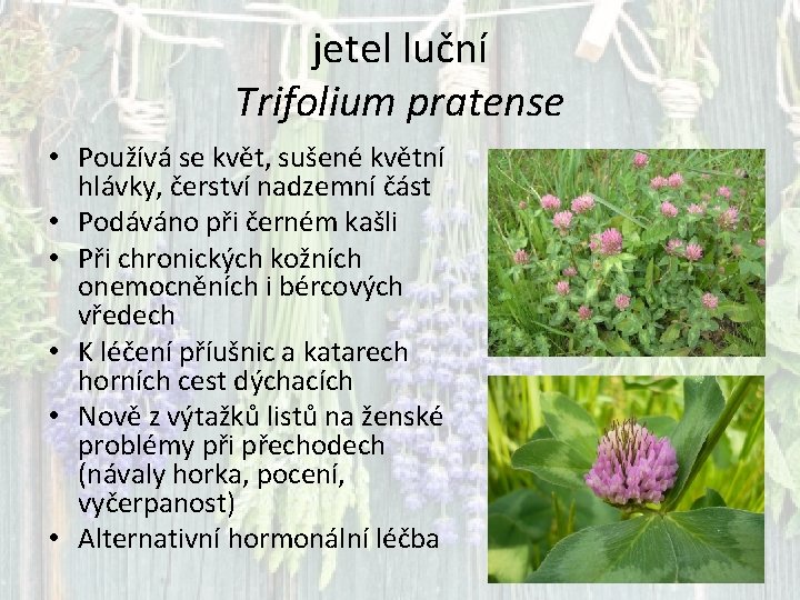 jetel luční Trifolium pratense • Používá se květ, sušené květní hlávky, čerství nadzemní část