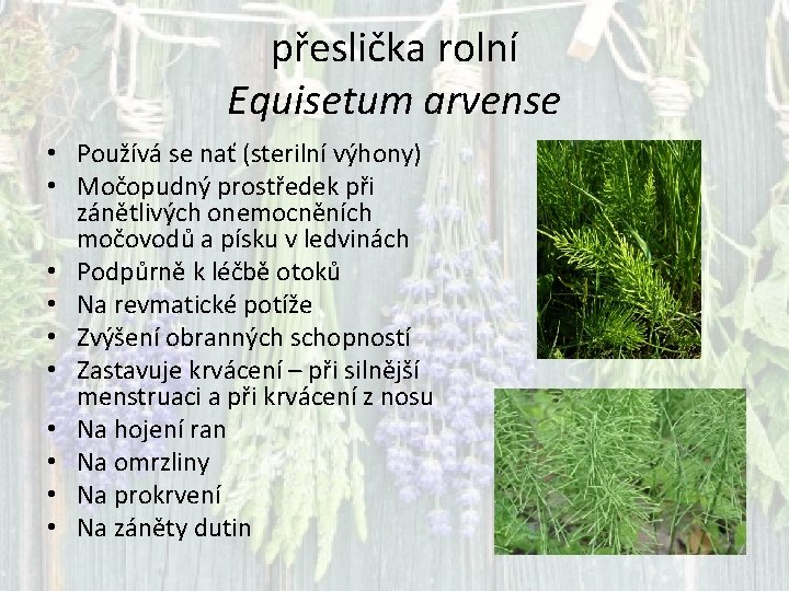 přeslička rolní Equisetum arvense • Používá se nať (sterilní výhony) • Močopudný prostředek při