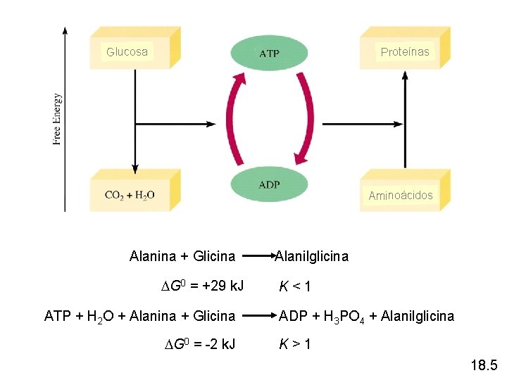 Proteínas Glucosa Aminoácidos Alanina + Glicina Alanilglicina DG 0 = +29 k. J K