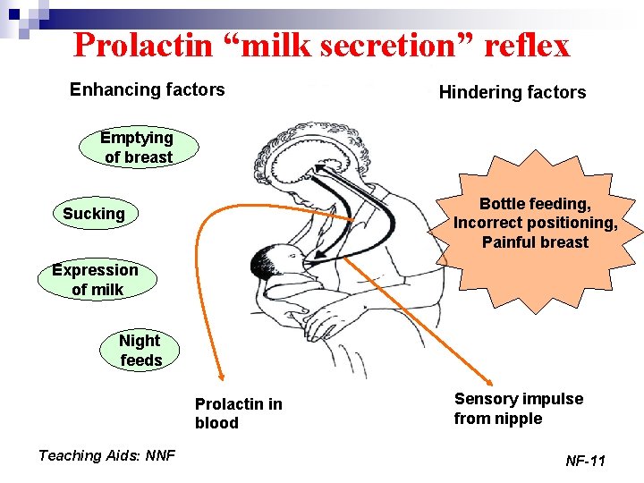 Prolactin “milk secretion” reflex Enhancing factors Hindering factors Emptying of breast Bottle feeding, Incorrect