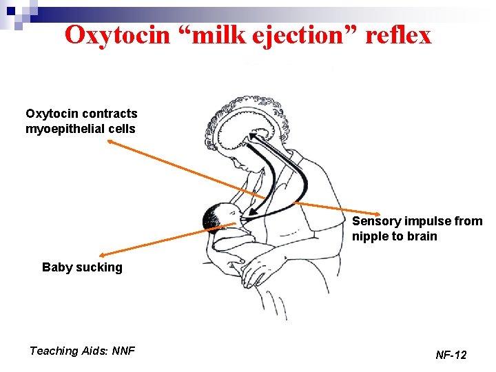 Oxytocin “milk ejection” reflex Oxytocin contracts myoepithelial cells Sensory impulse from nipple to brain