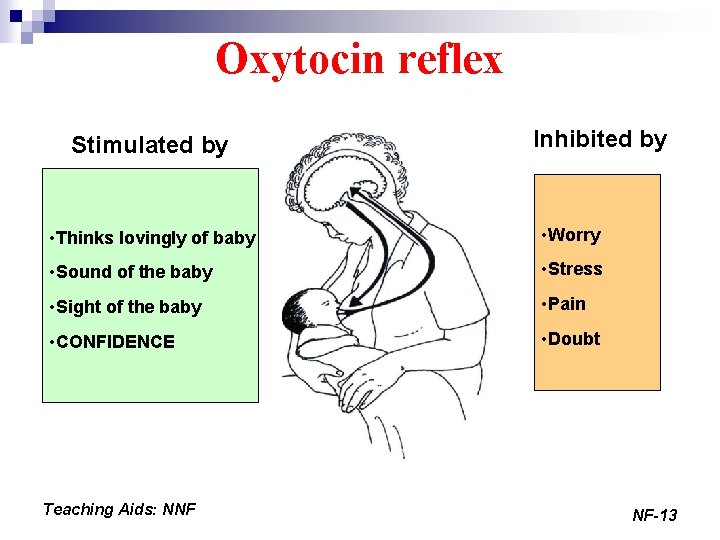 Oxytocin reflex Stimulated by Inhibited by • Thinks lovingly of baby • Worry •