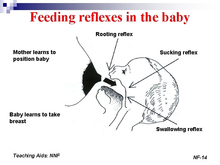 Feeding reflexes in the baby Rooting reflex Mother learns to position baby Sucking reflex