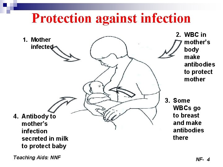 Protection against infection 1. Mother infected 4. Antibody to mother’s infection secreted in milk