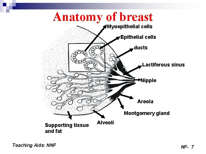 Anatomy of breast Myoepithelial cells Epithelial cells ducts Lactiferous sinus Nipple Areola Montgomery gland