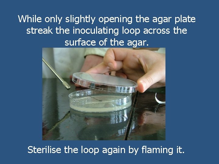 While only slightly opening the agar plate streak the inoculating loop across the surface