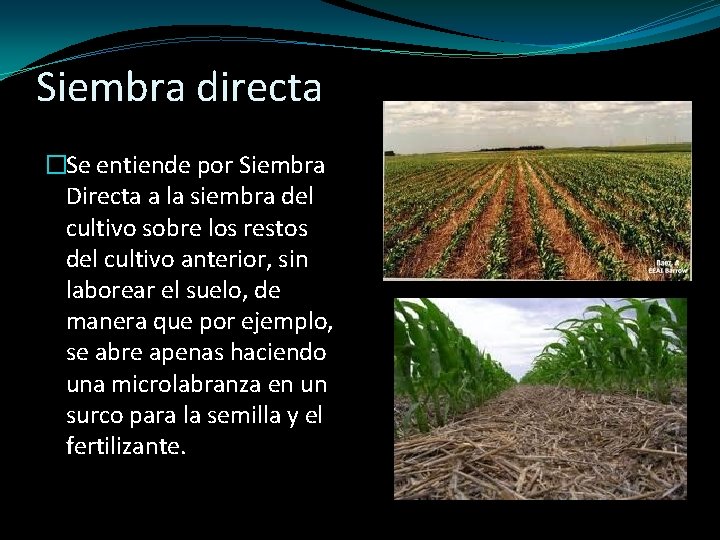 Siembra directa �Se entiende por Siembra Directa a la siembra del cultivo sobre los