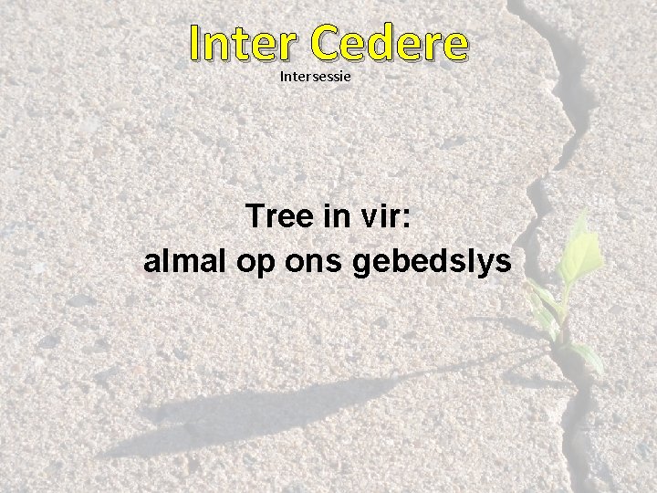 Inter Cedere Intersessie Tree in vir: almal op ons gebedslys 