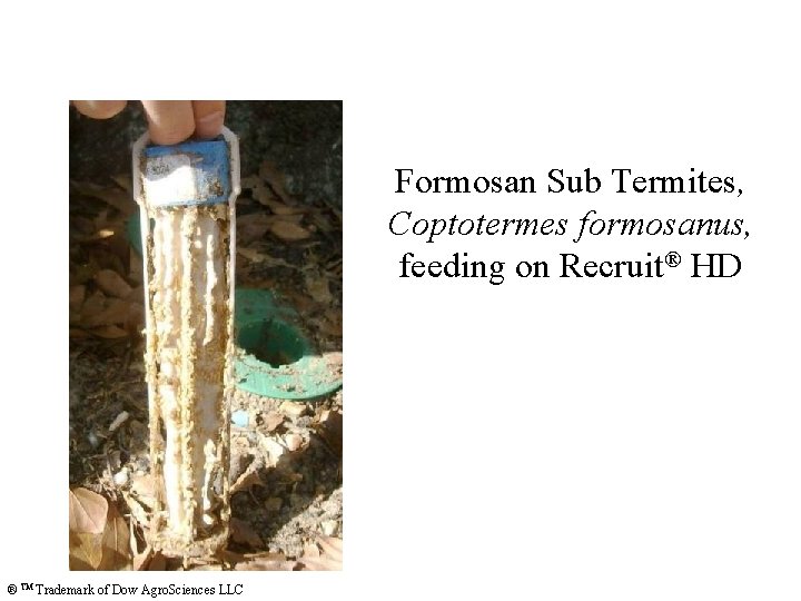 Formosan Sub Termites, Coptotermes formosanus, feeding on Recruit® HD ® TM Trademark of Dow