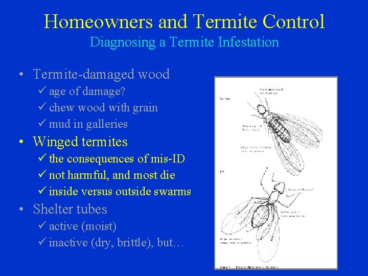 Homeowners and Termite Control Diagnosing a Termite Infestation • Termite-damaged wood ü age of