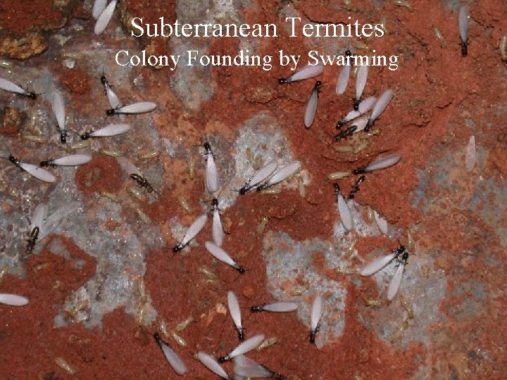 Subterranean Termites Colony Founding by Swarming 
