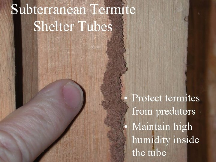 Subterranean Termite Shelter Tubes • Protect termites from predators • Maintain high humidity inside