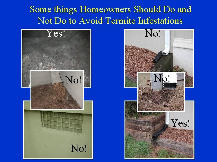 Some things Homeowners Should Do and Not Do to Avoid Termite Infestations Yes! No!