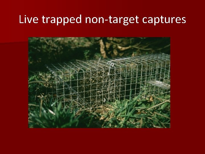 Live trapped non-target captures 