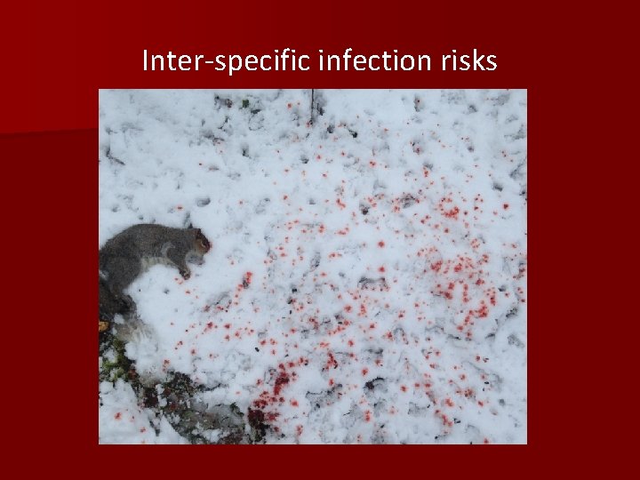 Inter-specific infection risks 