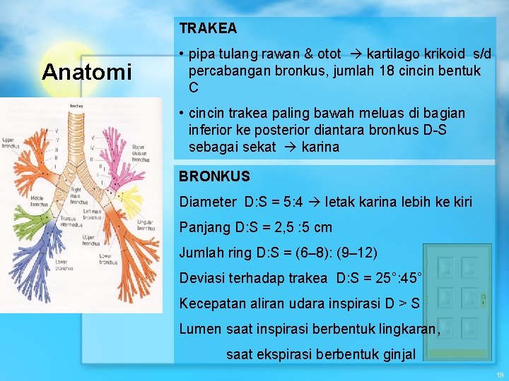 TRAKEA Anatomi • pipa tulang rawan & otot kartilago krikoid s/d percabangan bronkus, jumlah