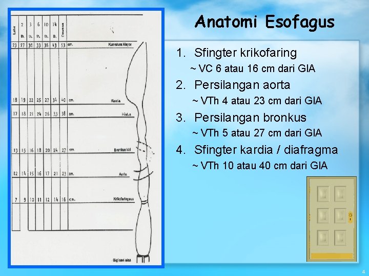Anatomi Esofagus 1. Sfingter krikofaring ~ VC 6 atau 16 cm dari GIA 2.