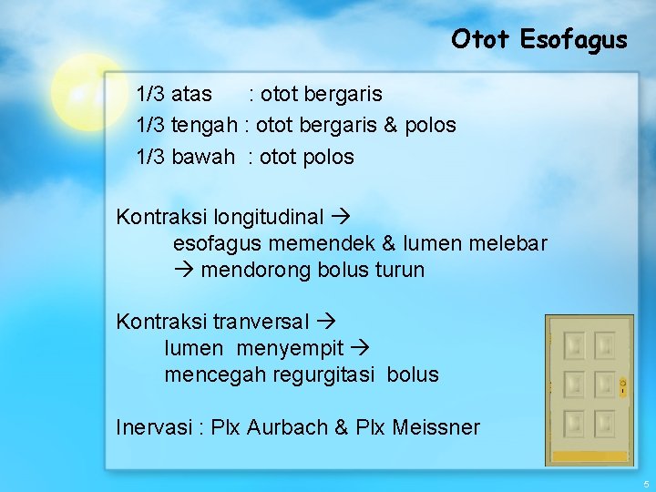 Otot Esofagus 1/3 atas : otot bergaris 1/3 tengah : otot bergaris & polos