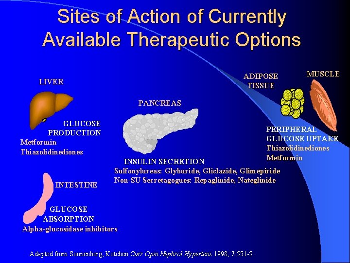 Sites of Action of Currently Available Therapeutic Options ADIPOSE TISSUE LIVER MUSCLE PANCREAS GLUCOSE