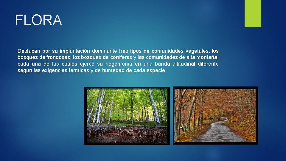 FLORA Destacan por su implantación dominante tres tipos de comunidades vegetales: los bosques de
