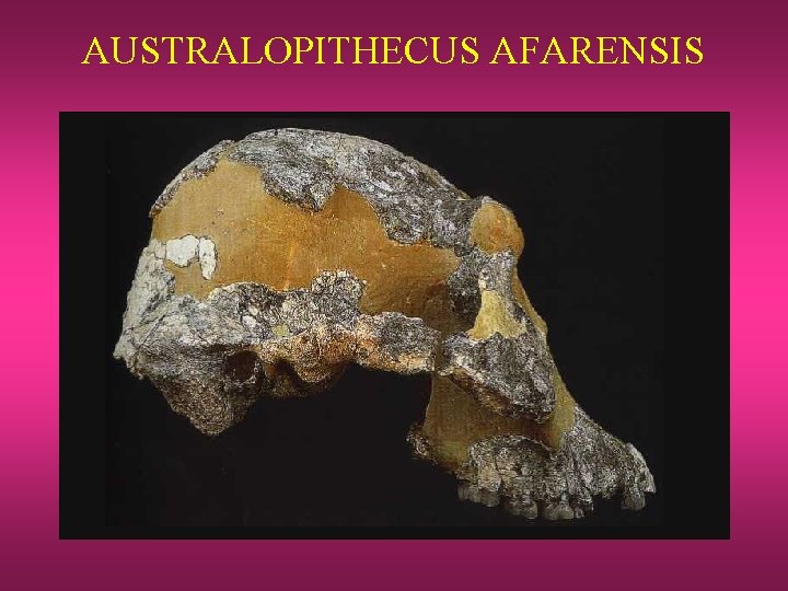 AUSTRALOPITHECUS AFARENSIS 