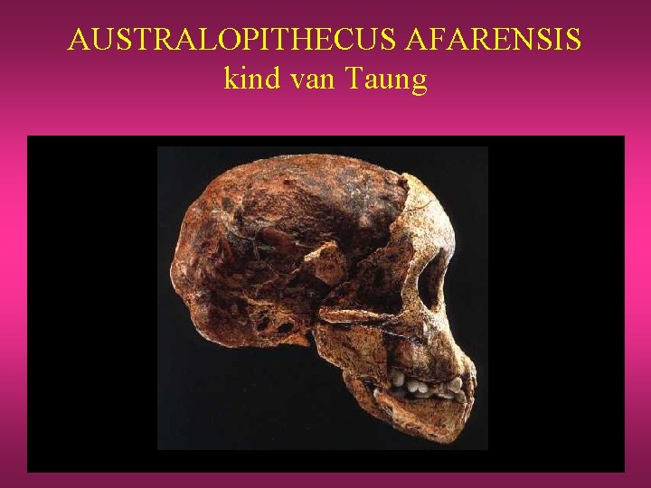 AUSTRALOPITHECUS AFARENSIS kind van Taung 