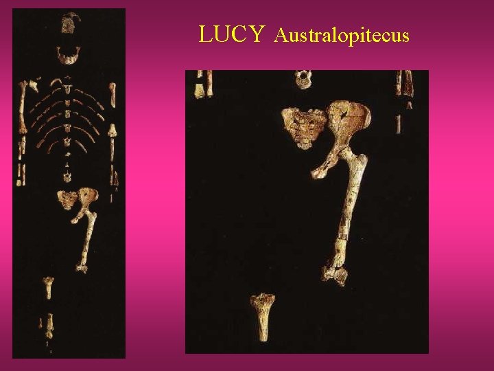 LUCY Australopitecus 