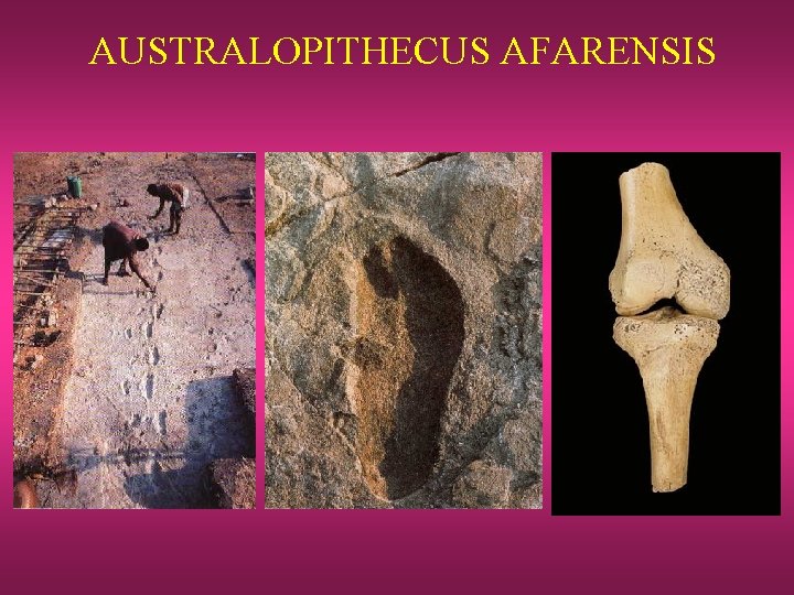 AUSTRALOPITHECUS AFARENSIS 