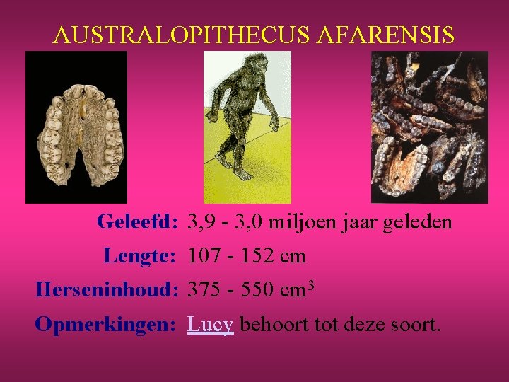 AUSTRALOPITHECUS AFARENSIS Geleefd: 3, 9 - 3, 0 miljoen jaar geleden Lengte: 107 -