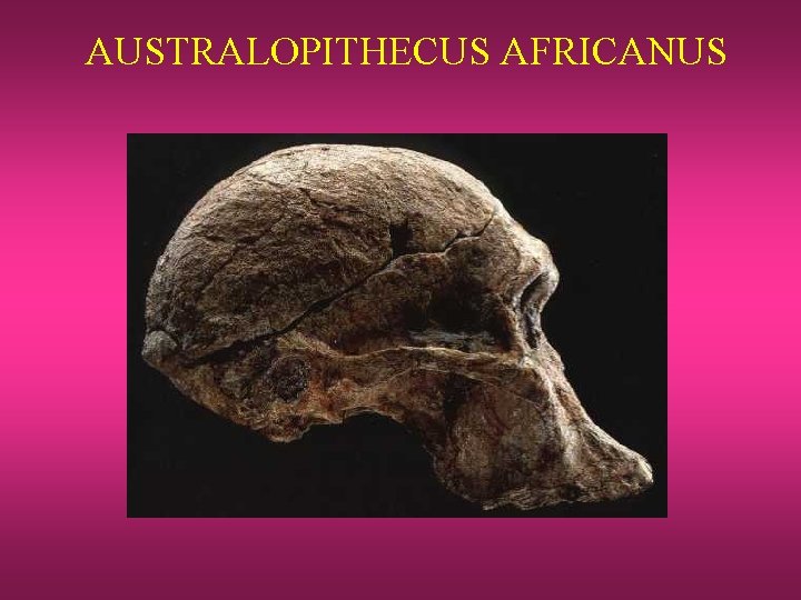 AUSTRALOPITHECUS AFRICANUS 