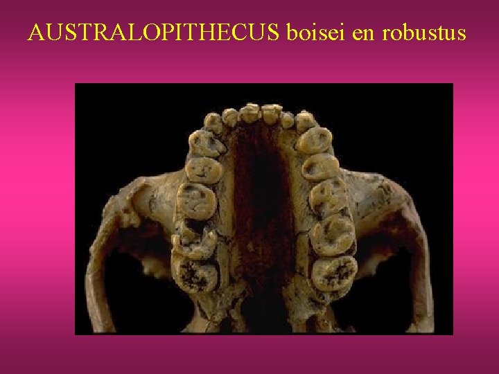 AUSTRALOPITHECUS boisei en robustus 