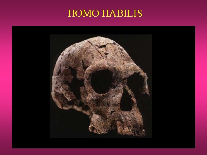 HOMO HABILIS 