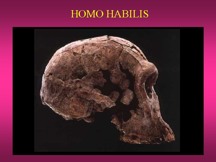 HOMO HABILIS 