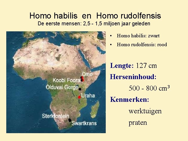 Homo habilis en Homo rudolfensis De eerste mensen: 2, 5 - 1, 5 miljoen