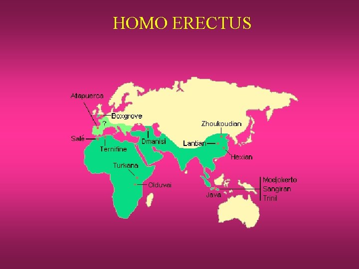 HOMO ERECTUS 