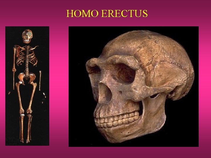 HOMO ERECTUS 