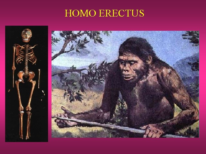 HOMO ERECTUS 